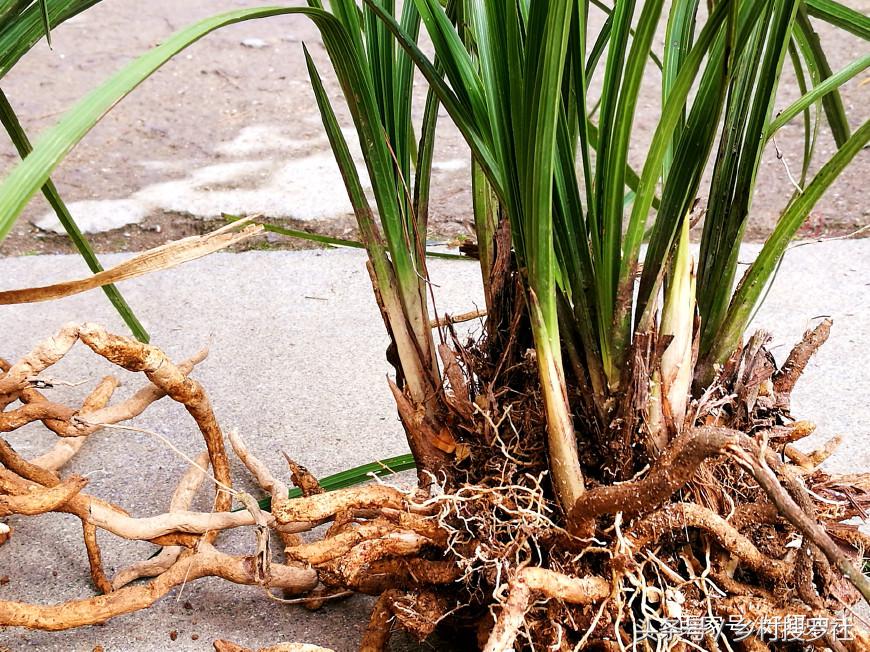 兰花用什么肥料最快最好,兰花用啥肥料最好
