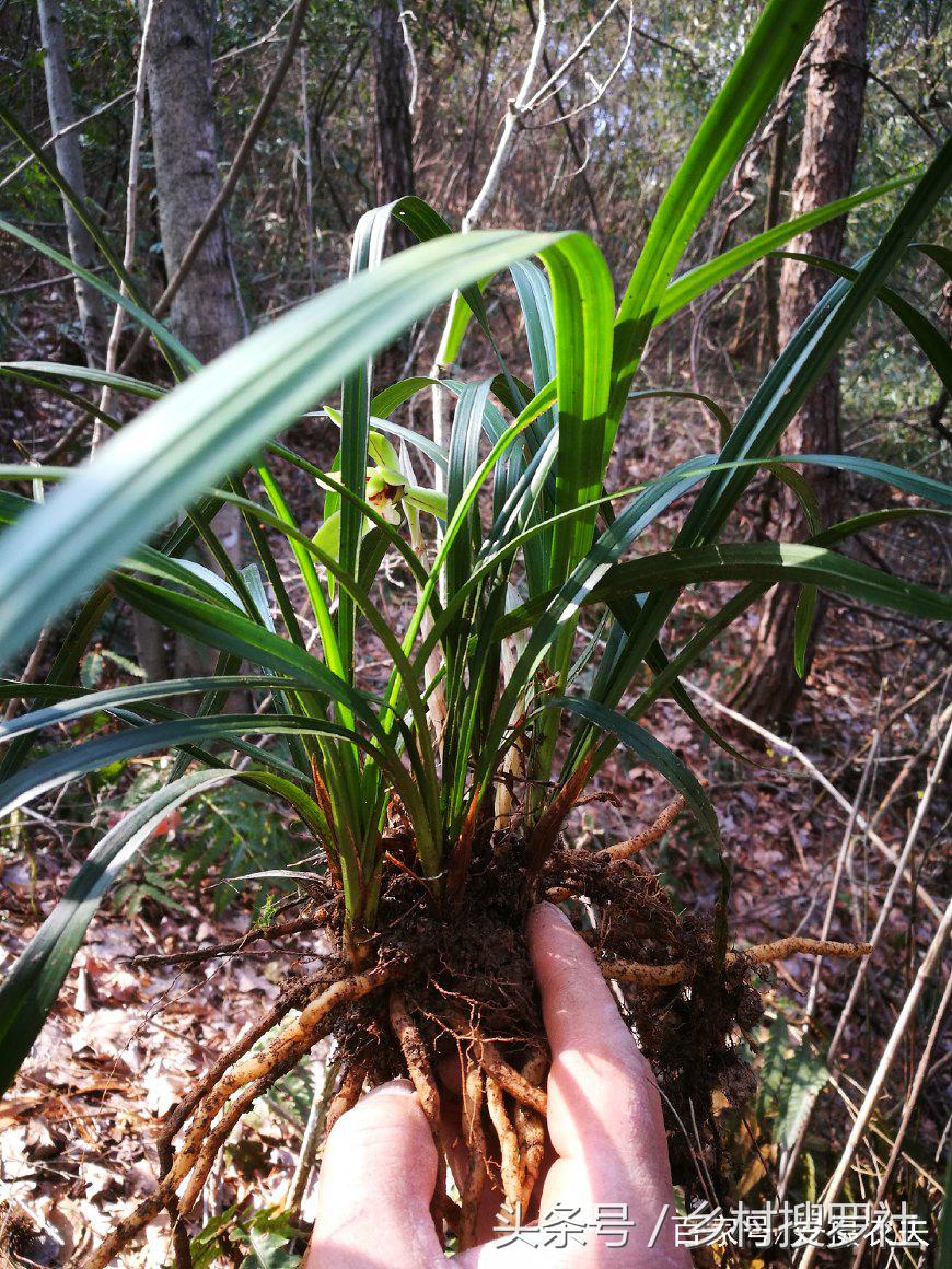 兰花用什么肥料最快最好,兰花用啥肥料最好