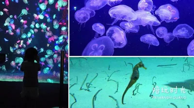 长隆攻略亲子游三天预算,五一带娃游长隆