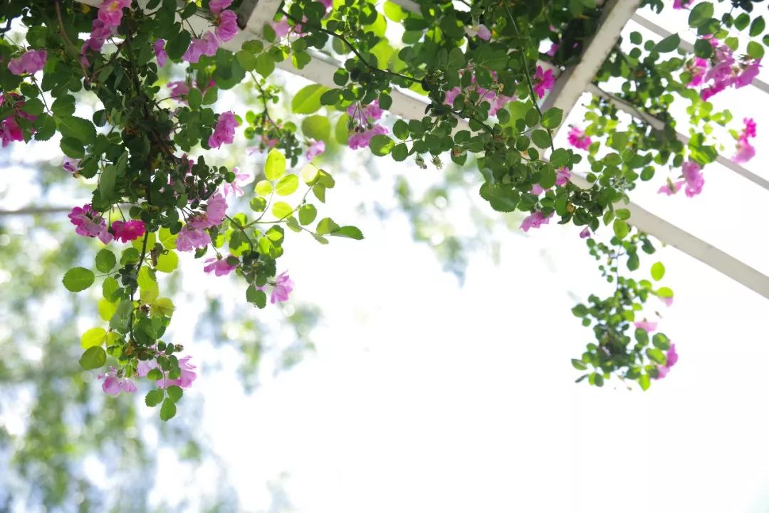 形容避暑胜地的诗句古诗有哪些,10首夏季清凉诗词给你降降温