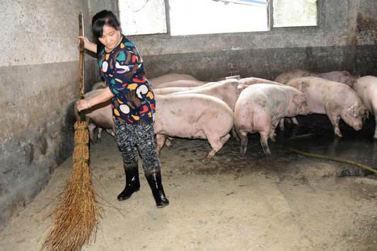 农民养猪是违法的吗,农民搞养殖还能赚钱吗