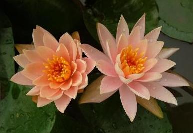 睡莲花品种及图片,睡莲开花非常漂亮而且很好养