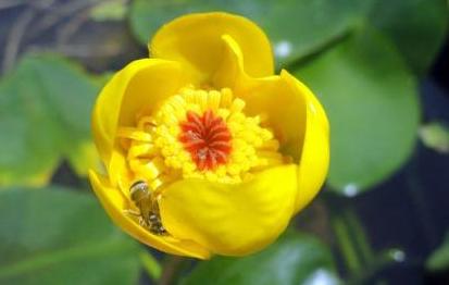 睡莲花品种及图片,睡莲开花非常漂亮而且很好养