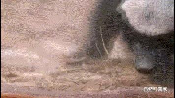 蜜獾被黑曼巴咬到会怎么样,蜜獾平头哥会被毒蛇咬死吗