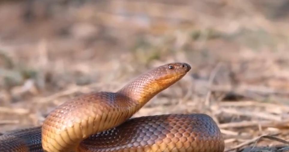 蜜獾被黑曼巴咬到会怎么样,蜜獾平头哥会被毒蛇咬死吗