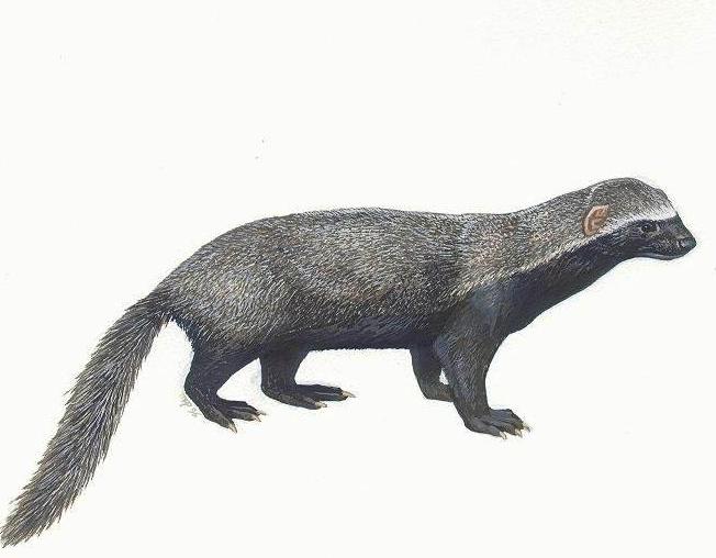 蜜獾被黑曼巴咬到会怎么样,蜜獾平头哥会被毒蛇咬死吗