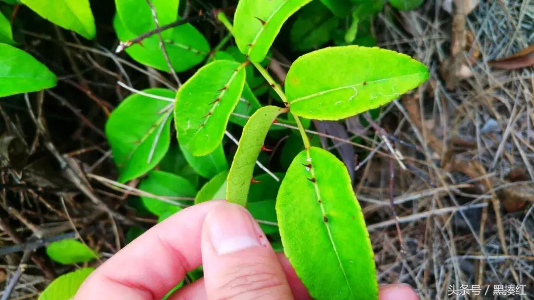 我国十大最美海岛南麂岛,温州唯一的海岛
