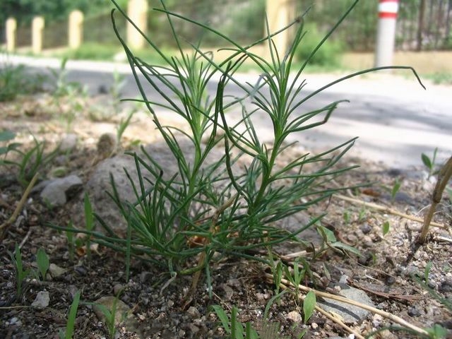 野菜降血压功效有哪些,有降血压功效的野菜