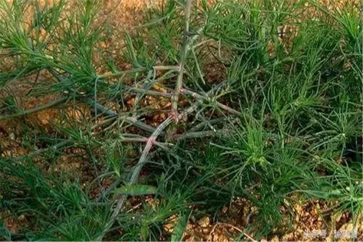 野菜降血压功效有哪些,有降血压功效的野菜