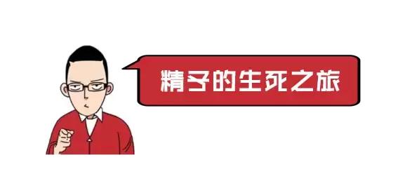 你不是最快的那颗精子，却是运气最好的！