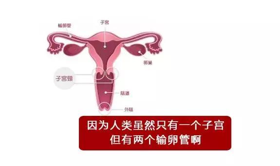 你不是最快的那颗精子，却是运气最好的！