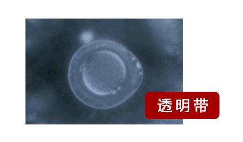 你不是最快的那颗精子，却是运气最好的！