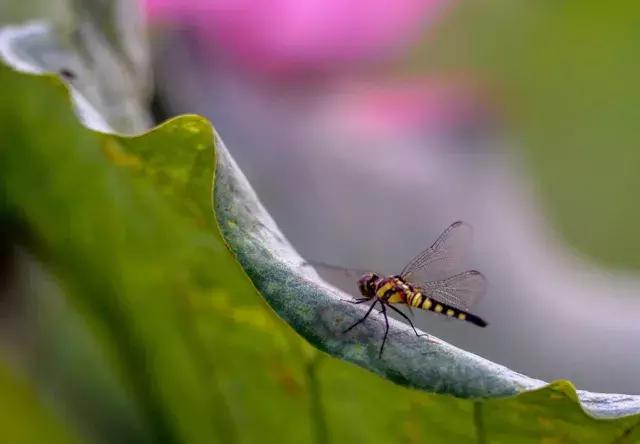 微山湖哪里坐船赏荷花,微山湖看荷花攻略一日游
