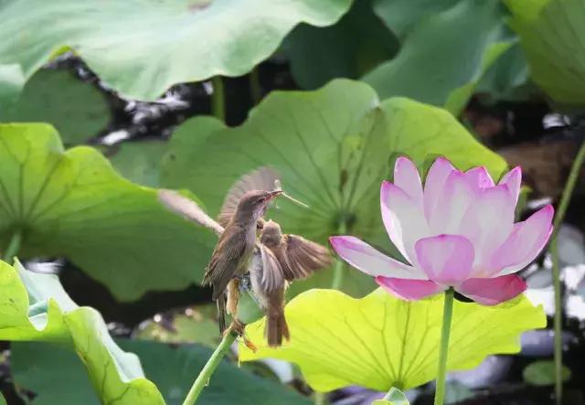 微山湖哪里坐船赏荷花,微山湖看荷花攻略一日游