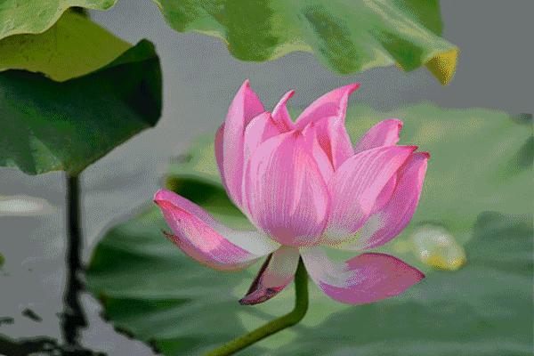 微山湖哪里坐船赏荷花,微山湖看荷花攻略一日游