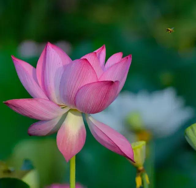 微山湖哪里坐船赏荷花,微山湖看荷花攻略一日游