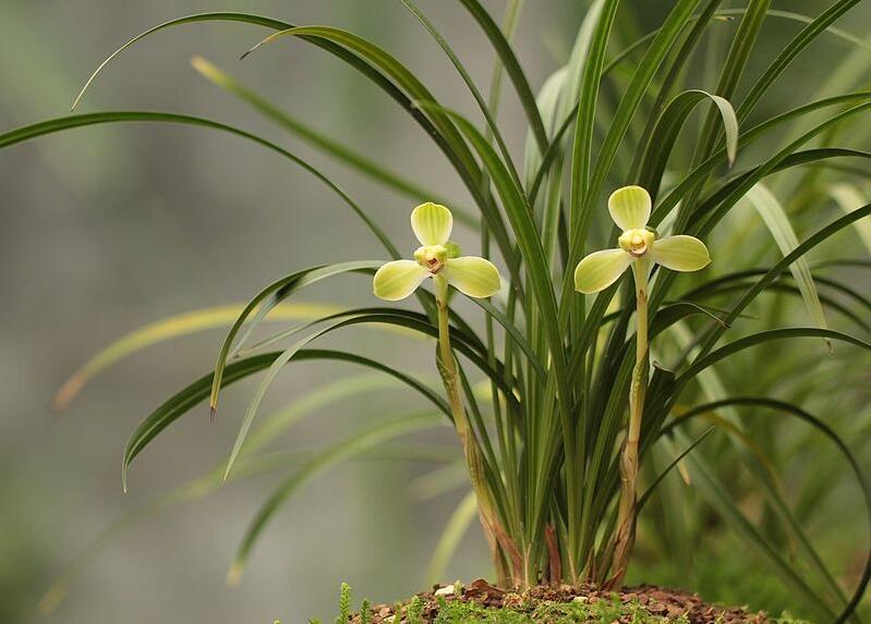 兰花品种大全及鉴别,红双喜兰花属于什么品种的兰花
