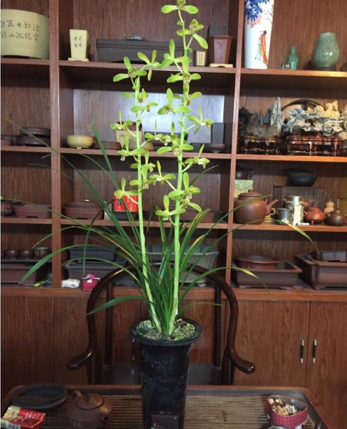 兰花品种大全及鉴别,红双喜兰花属于什么品种的兰花