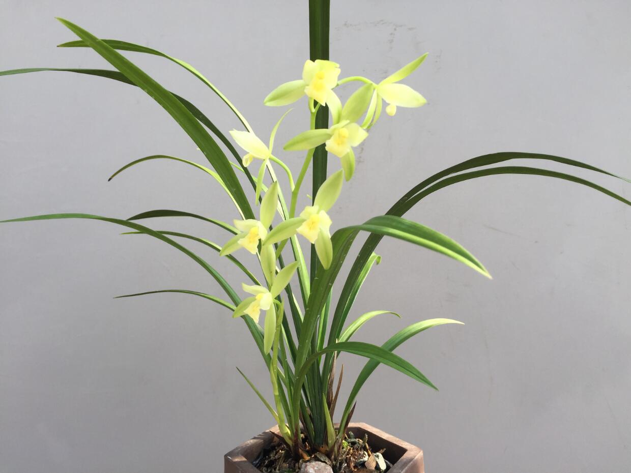 兰花品种大全及鉴别,红双喜兰花属于什么品种的兰花