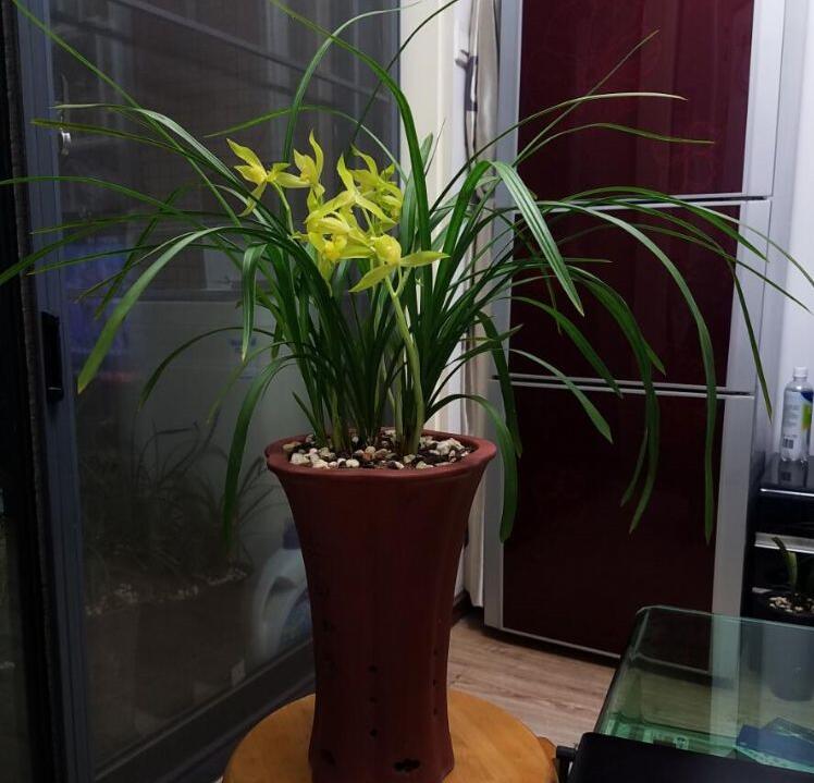 兰花品种大全及鉴别,红双喜兰花属于什么品种的兰花