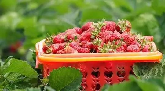 魔都这两个低调的区后来居上，将被全世界瞩目！