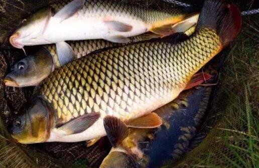 日本丸九鱼饵天下无双钓鱼配方,丸九鱼饵的正确使用方法