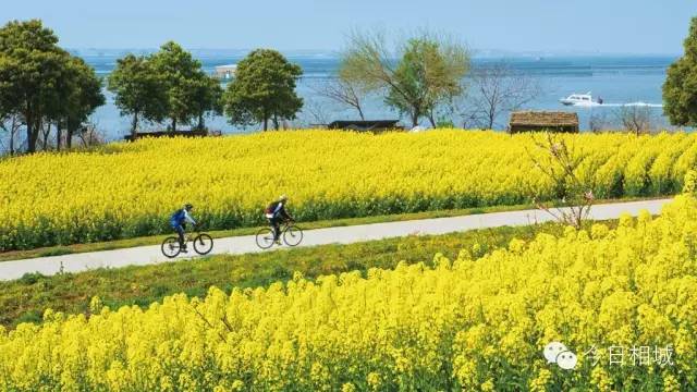 人人都说阳澄湖好,我却只想和你在这慢慢变老