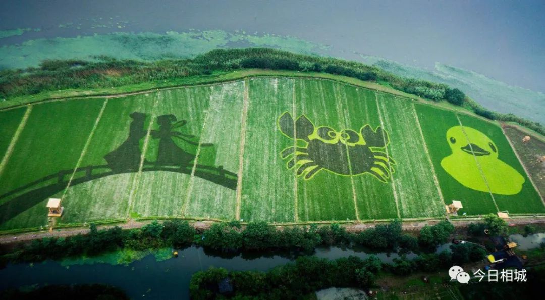 人人都说阳澄湖好,我却只想和你在这慢慢变老