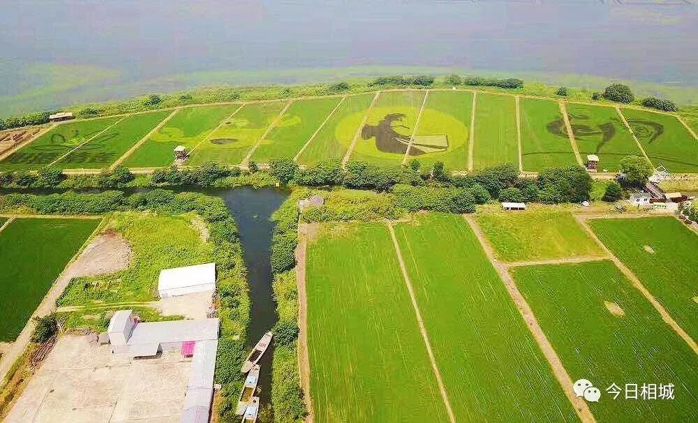 人人都说阳澄湖好,我却只想和你在这慢慢变老