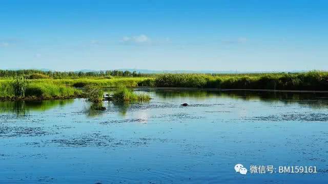 北大荒雷强打猎,北大荒雷强打黑