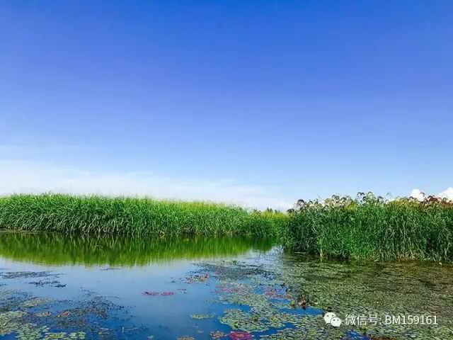 北大荒雷强打猎,北大荒雷强打黑