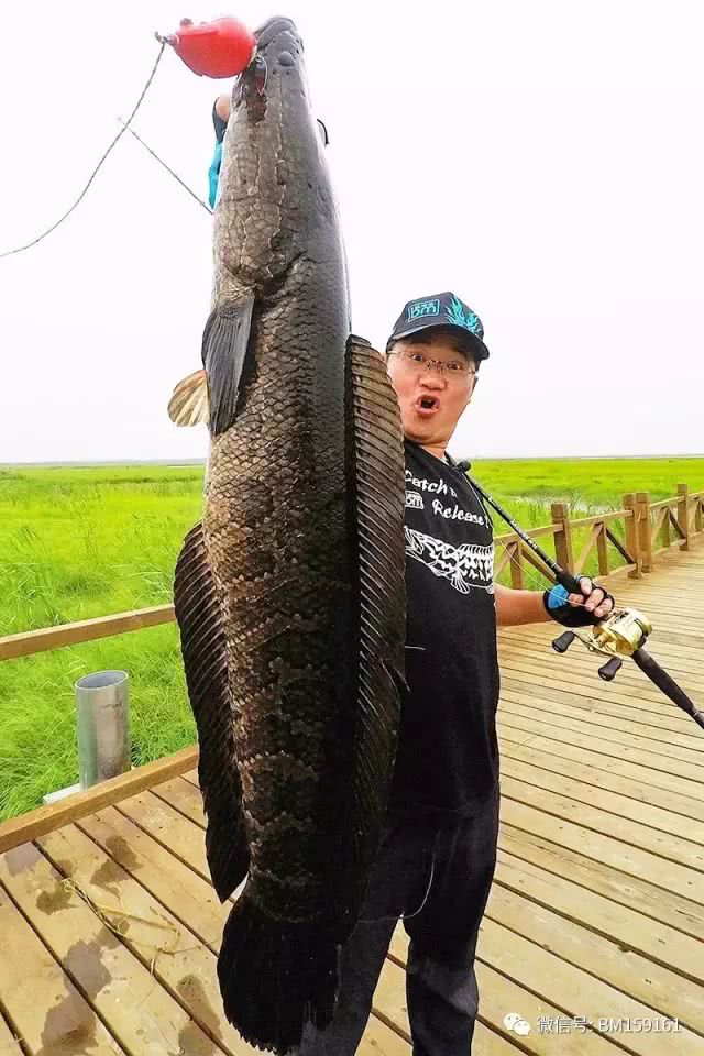 北大荒雷强打猎,北大荒雷强打黑