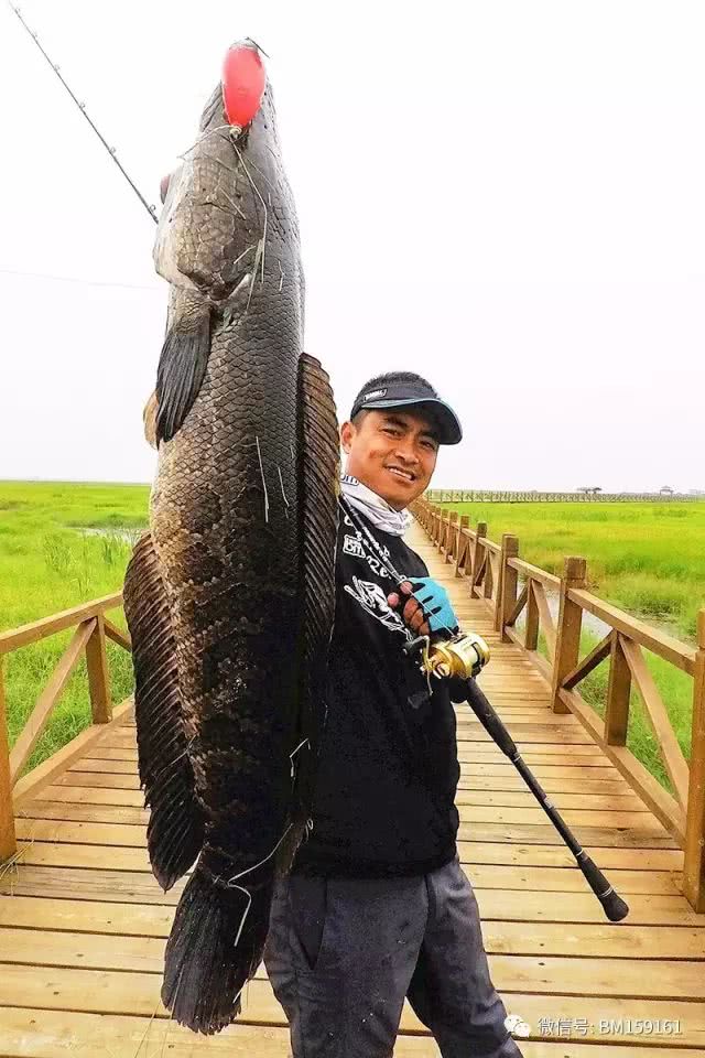 北大荒雷强打猎,北大荒雷强打黑