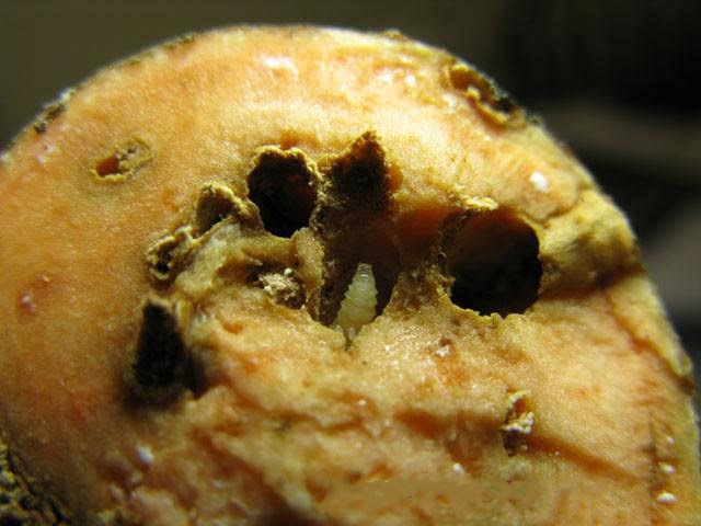 甘薯蚁象有没有毒,甘薯蚁象是竹笋虫吗