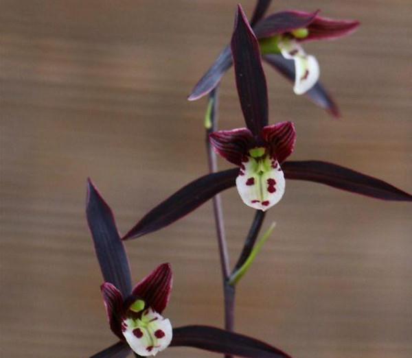 寒兰是十大名贵花吗,什么品种寒兰花香而好养