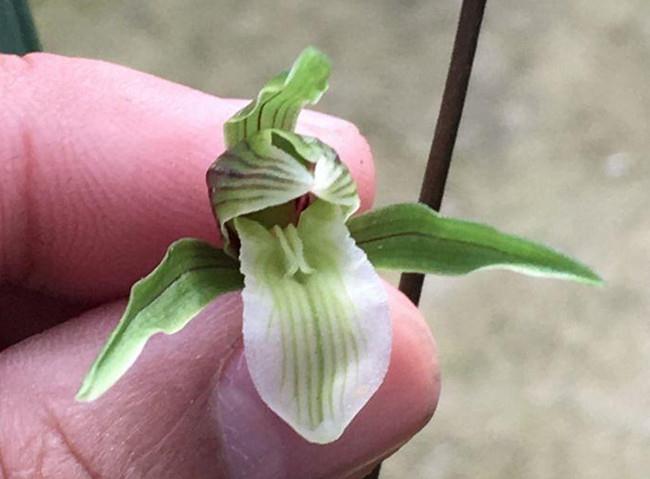 寒兰是十大名贵花吗,什么品种寒兰花香而好养