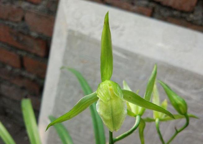 寒兰是十大名贵花吗,什么品种寒兰花香而好养