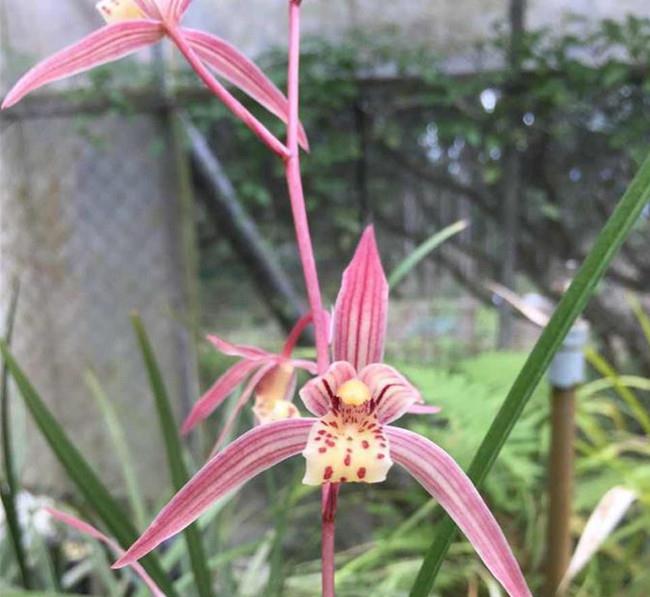 寒兰是十大名贵花吗,什么品种寒兰花香而好养