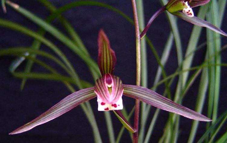 寒兰是十大名贵花吗,什么品种寒兰花香而好养