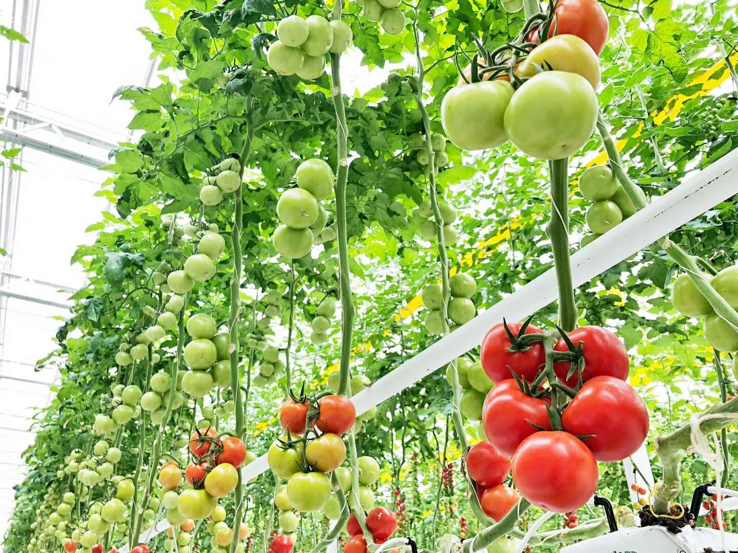 智能温室设计,温室设计建造