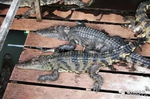 碳纤维电地暖的优点和缺点有哪些,碳纤维电地暖的优缺点