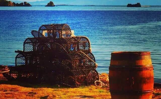 螃蟹的世界旅行,螃蟹的世界深度解析