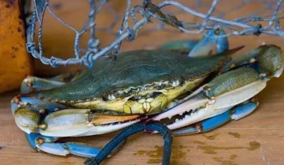 螃蟹的世界旅行,螃蟹的世界深度解析