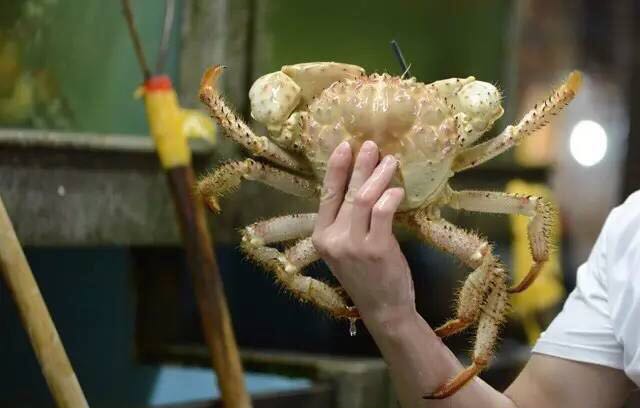 螃蟹的世界旅行,螃蟹的世界深度解析