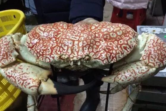 螃蟹的世界旅行,螃蟹的世界深度解析