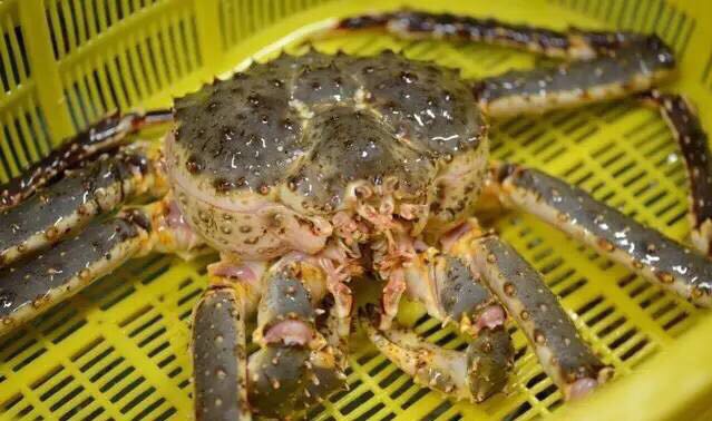 螃蟹的世界旅行,螃蟹的世界深度解析