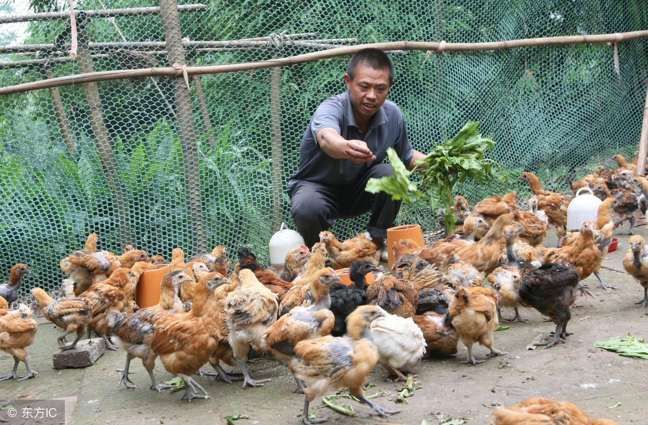 大学生三农自媒体人,年轻人可以回乡做三农自媒体吗