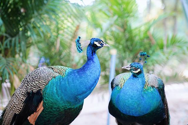 德宏芒市孔雀谷优惠套票,芒市孔雀谷门票多少钱