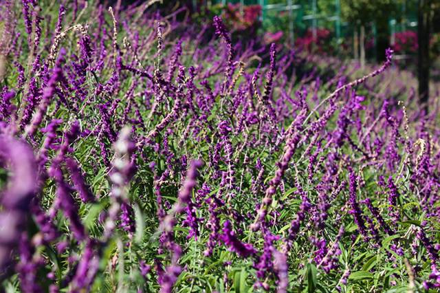 德宏芒市孔雀谷优惠套票,芒市孔雀谷门票多少钱