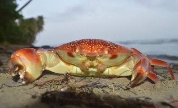 螃蟹的世界旅行,螃蟹的世界深度解析